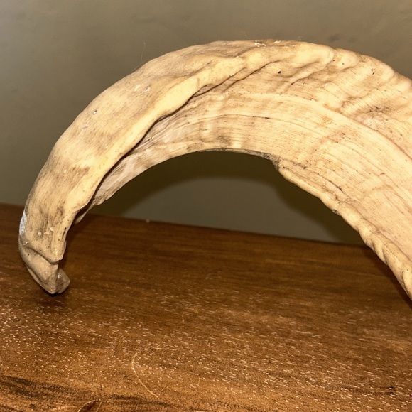 Rams horn candle holder - Picture 5 of 7